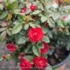 Topiary #2 PT Rosa Petite Knock Out/ Red Miniature Shrub Rose Patio Tree - No Warranty 1 Topiary #2 PT Rosa Petite Knock Out/ Red Miniature Shrub Rose Patio Tree - No Warranty -ANZ Trees Shop topiary 2 pt rosa petite knock out red miniature s