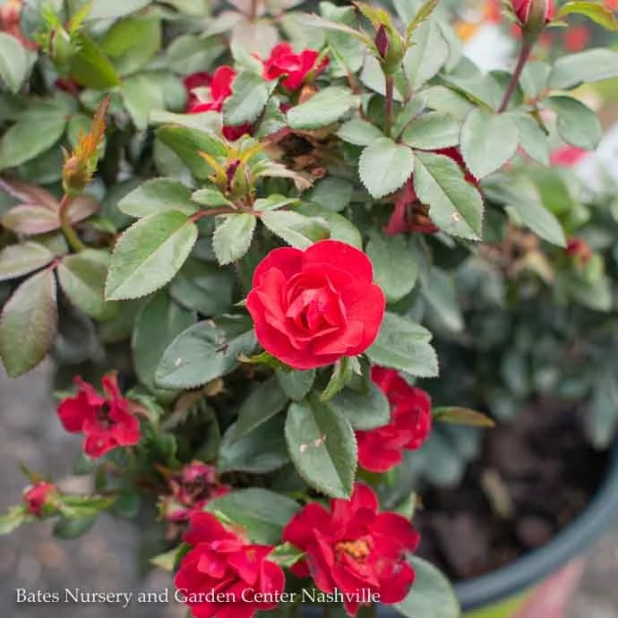 Topiary #2 PT Rosa Petite Knock Out/ Red Miniature Shrub Rose Patio Tree - No Warranty 3 Topiary #2 PT Rosa Petite Knock Out/ Red Miniature Shrub Rose Patio Tree - No Warranty