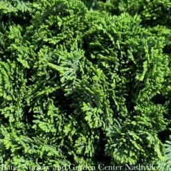 Topiary #3 PT 12" Chamaecyparis Obt Nana/ True Dwarf Hinoki Falsecypress Patio Tree