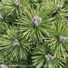 Topiary #3 PT 18"Pinus Mugo Mops/ Dwarf Pine Standard Patio Tree 1 Topiary #3 PT 18"Pinus Mugo Mops/ Dwarf Pine Standard Patio Tree -ANZ Trees Shop topiary 3 pt 18 pinus mugo mops dwarf pine standar