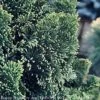Topiary #3 PT 24" Chamaecyparis Obt Nana Gracilis/ Dwarf Hinoki Falsecypress Patio Tree -ANZ Trees Shop topiary 3 pt 24 chamaecyparis obt nana gracilis dw