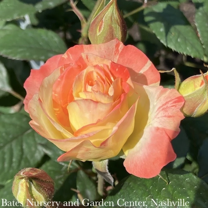 Topiary #3 PT 24" Rosa Chihuly/ Yellow Red Floribunda RosePatio Tree - No Warranty 4 Topiary #3 PT 24" Rosa Chihuly/ Yellow Red Floribunda RosePatio Tree - No Warranty - Image 2