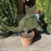 Topiary #3 Thuja Occ Smaragd 'Emerald Green'/ Arborvitae Mini Cat - No Warranty 1 Topiary #3 Thuja Occ Smaragd 'Emerald Green'/ Arborvitae Mini Cat - No Warranty -ANZ Trees Shop topiary 3 thuja occ smaragd emerald green arborvit
