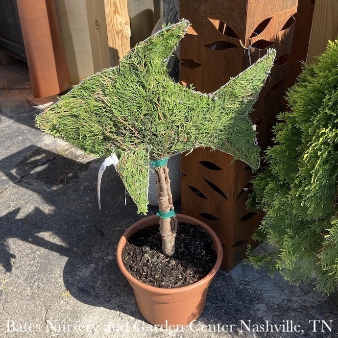 Topiary #3 Thuja Occ Smaragd 'Emerald Green'/Arborvitae Mini Fish - No Warranty 3 Topiary #3 Thuja Occ Smaragd 'Emerald Green'/Arborvitae Mini Fish - No Warranty