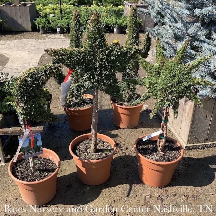 Topiary #3 Thuja Occ Smaragd 'Emerald Green'/ Arborvitae Mini Sun - No Warranty 3 Topiary #3 Thuja Occ Smaragd 'Emerald Green'/ Arborvitae Mini Sun - No Warranty