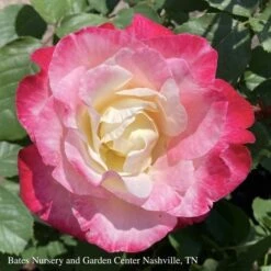 Topiary #5 36" PT Rosa Double Delight/ Red And Cream Hybrid Tea Rose Patio Tree - No Warranty -ANZ Trees Shop topiary 5 36 pt rosa double delight red and cream 2