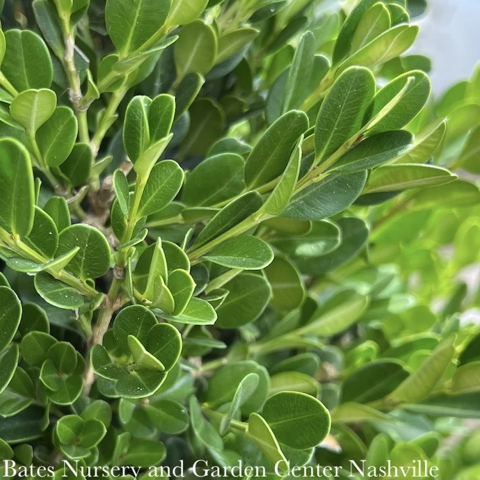 Topiary #5 CONE Buxus Micro Var Japonica Winter Gem/ Boxwood Cone 3 Topiary #5 CONE Buxus Micro Var Japonica Winter Gem/ Boxwood Cone