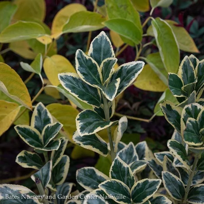 Topiary #5 CONE Euonymus Japonica Silver King/ Variegated 4 Topiary #5 CONE Euonymus Japonica Silver King/ Variegated - Image 2