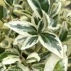 Topiary #5 CONE Euonymus Japonica Silver King/ Variegated -ANZ Trees Shop topiary 5 cone euonymus japonica silver king varie