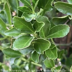 Topiary #5 CONE Euonymus Japonicus Grandifolius/ Japanese