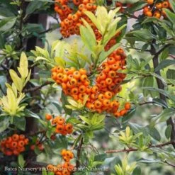 Topiary #5 ESP Pyracantha Aug Yukon Belle/ Firethorn Espalier -ANZ Trees Shop topiary 5 esp pyracantha aug yukon belle firethorn 1