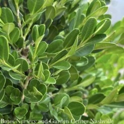 Topiary #5 GLOBE Buxus Micro Var Japonica Winter Gem/ Boxwood