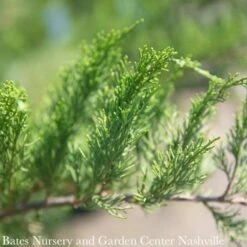 Topiary #5 POMPON Juniper X Pfitz Sea Green/ Pfitzer Juniper