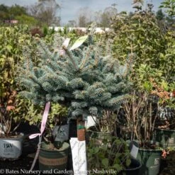 Topiary #5 PT Picea Pun Globosa/ Dwarf Globe Blue Spruce Patio Tree 7 Topiary #5 PT Picea Pun Globosa/ Dwarf Globe Blue Spruce Patio Tree -ANZ Trees Shop topiary 5 pt picea pun globosa dwarf globe blue sp 2