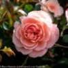 Topiary #5 PT Rosa Apricot Drift/ Shrub Rose Patio Tree - No Warranty 2 Topiary #5 PT Rosa Apricot Drift/ Shrub Rose Patio Tree - No Warranty -ANZ Trees Shop topiary 5 pt rosa apricot drift shrub rose patio t