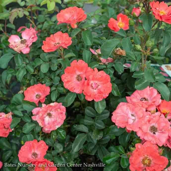 Topiary #5 PT Rosa Coral Drift/ Shrub Rose Patio Tree - No Warranty 3 Topiary #5 PT Rosa Coral Drift/ Shrub Rose Patio Tree - No Warranty