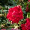 Topiary #5 PT Rosa Red Drift/ Shrub Rose Patio Tree - No Warranty 2 Topiary #5 PT Rosa Red Drift/ Shrub Rose Patio Tree - No Warranty -ANZ Trees Shop topiary 5 pt rosa red drift shrub rose patio tree