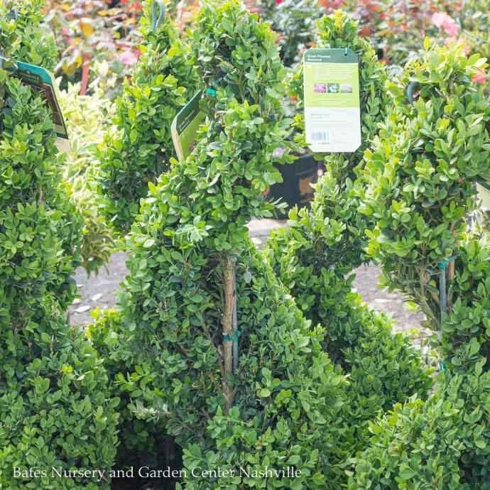 Topiary #5 SPIRAL Buxus X Green Mountain/ Boxwood 4 Topiary #5 SPIRAL Buxus X Green Mountain/ Boxwood - Image 2