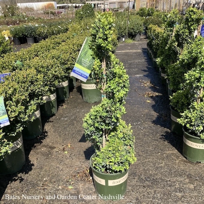 Topiary #5 SPIRAL Buxus X Green Mountain/ Boxwood 6 Topiary #5 SPIRAL Buxus X Green Mountain/ Boxwood - Image 4