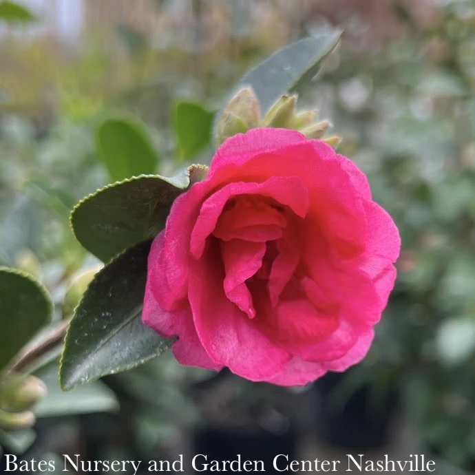 Topiary #5 TRELLIS Camellia Sas Kanjiro/ Cerise Pink Semi-Double - No Warranty 3 Topiary #5 TRELLIS Camellia Sas Kanjiro/ Cerise Pink Semi-Double - No Warranty