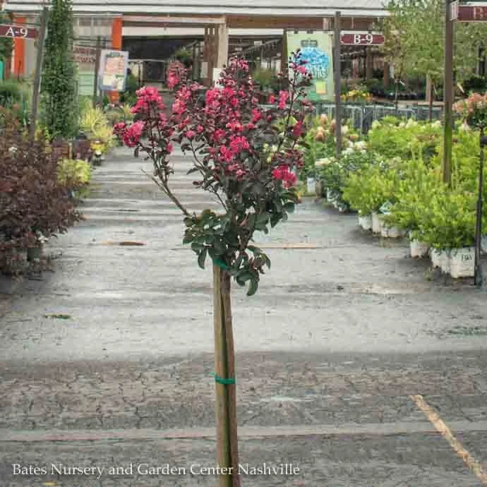 Topiary #5PT Lagerstroemia DOUBLE Dynamite/ True-red Semi-dwarf Crape Myrtle Patio Tree 4 Topiary #5PT Lagerstroemia DOUBLE Dynamite/ True-red Semi-dwarf Crape Myrtle Patio Tree - Image 2