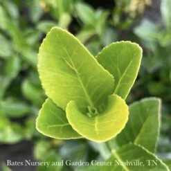 Topiary #7 ESP Euonymus Kiat Manhattan/ Espalier -ANZ Trees Shop topiary 7 esp euonymus kiat manhattan espalier 2