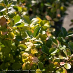 Topiary #7 ESP Euonymus Kiat Manhattan/ Espalier