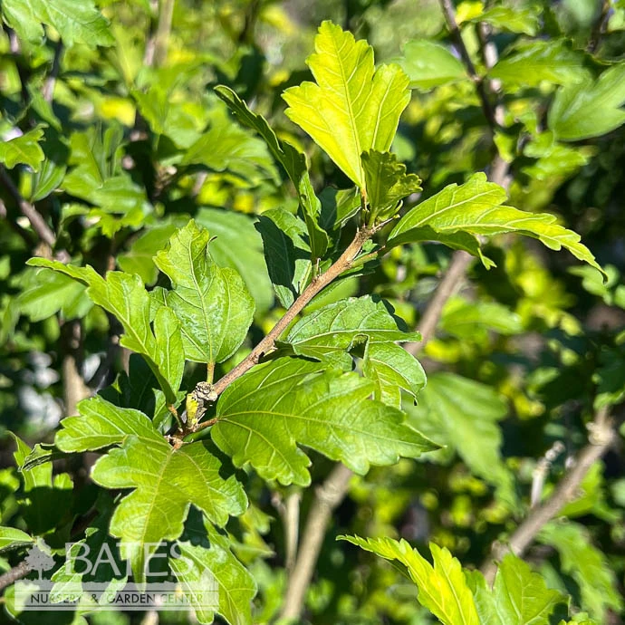 Topiary #7 PT Hibiscus Syr Morning Star/ Double White W/Red Throat Rose Of Sharon/ Althea Patio Tree 3 Topiary #7 PT Hibiscus Syr Morning Star/ Double White W/Red Throat Rose Of Sharon/ Althea Patio Tree