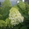 Topiary #7 PT Hydrangea Pan Limelight/ White Panicle Patio Tree 1 Topiary #7 PT Hydrangea Pan Limelight/ White Panicle Patio Tree -ANZ Trees Shop topiary 7 pt hydrangea pan limelight white panicle