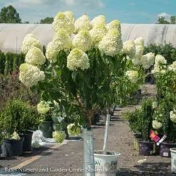 Topiary #7 PT Hydrangea Pan Limelight/ White Panicle Patio Tree 7 Topiary #7 PT Hydrangea Pan Limelight/ White Panicle Patio Tree -ANZ Trees Shop topiary 7 pt hydrangea pan limelight white panicle 2