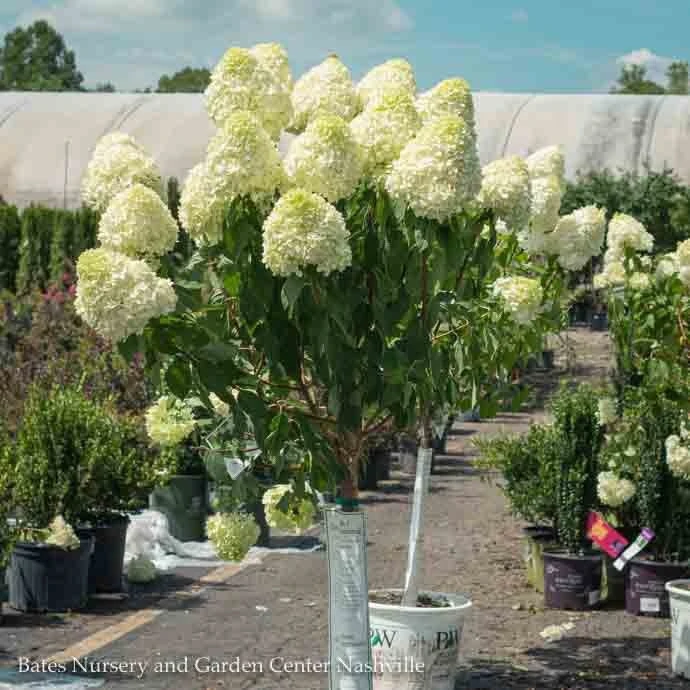 Topiary #7 PT Hydrangea Pan Limelight/ White Panicle Patio Tree 5 Topiary #7 PT Hydrangea Pan Limelight/ White Panicle Patio Tree - Image 3