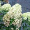 Topiary #7 PT Hydrangea Pan PW Little Lime/ White Panicle Patio Tree 1 Topiary #7 PT Hydrangea Pan PW Little Lime/ White Panicle Patio Tree -ANZ Trees Shop topiary 7 pt hydrangea pan pw little lime white pa