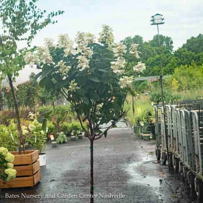 Topiary #7PT Hydrangea Pan Pink Diamond/ Panicle Patio Tree 4 Topiary #7PT Hydrangea Pan Pink Diamond/ Panicle Patio Tree - Image 2