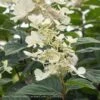 Topiary #7PT Hydrangea Pan Pink Diamond/ Panicle Patio Tree -ANZ Trees Shop topiary 7pt hydrangea pan pink diamond panicle pat