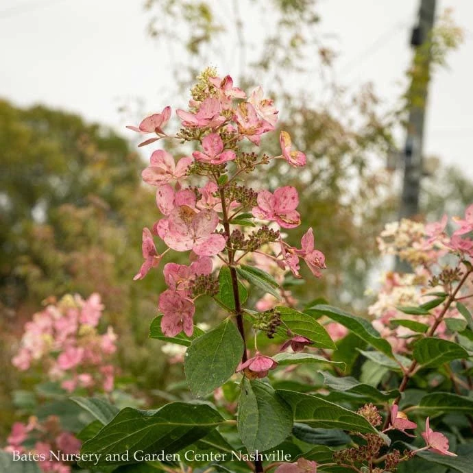 Topiary #7PT Hydrangea Pan Pink Diamond/ Panicle Patio Tree 5 Topiary #7PT Hydrangea Pan Pink Diamond/ Panicle Patio Tree - Image 3