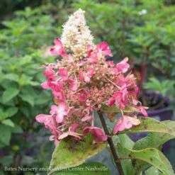 Topiary #7PT Hydrangea Pan Pinky Winky/Panicle White To Dark Red Patio Tree -ANZ Trees Shop topiary 7pt hydrangea pan pinky winky panicle whit 2