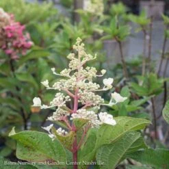 Topiary #7PT Hydrangea Pan Pinky Winky/Panicle White To Dark Red Patio Tree