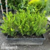 Topiary Hedge Box Buxus Micro Var Japonica Winter Gem/ Boxwood