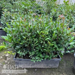 Topiary Hedge Box Camellia Sas SL Yuletide/ Red - No Warranty