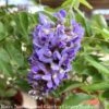Topiary Patio Tree #3 Wisteria Frut Amethyst Falls/ American Native (TN) 1 Topiary Patio Tree #3 Wisteria Frut Amethyst Falls/ American Native (TN) -ANZ Trees Shop topiary patio tree 3 wisteria frut amethyst falls
