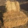 Wheat Straw Bale 8.99 2 Wheat Straw Bale 8.99 -ANZ Trees Shop wheat straw bale 899