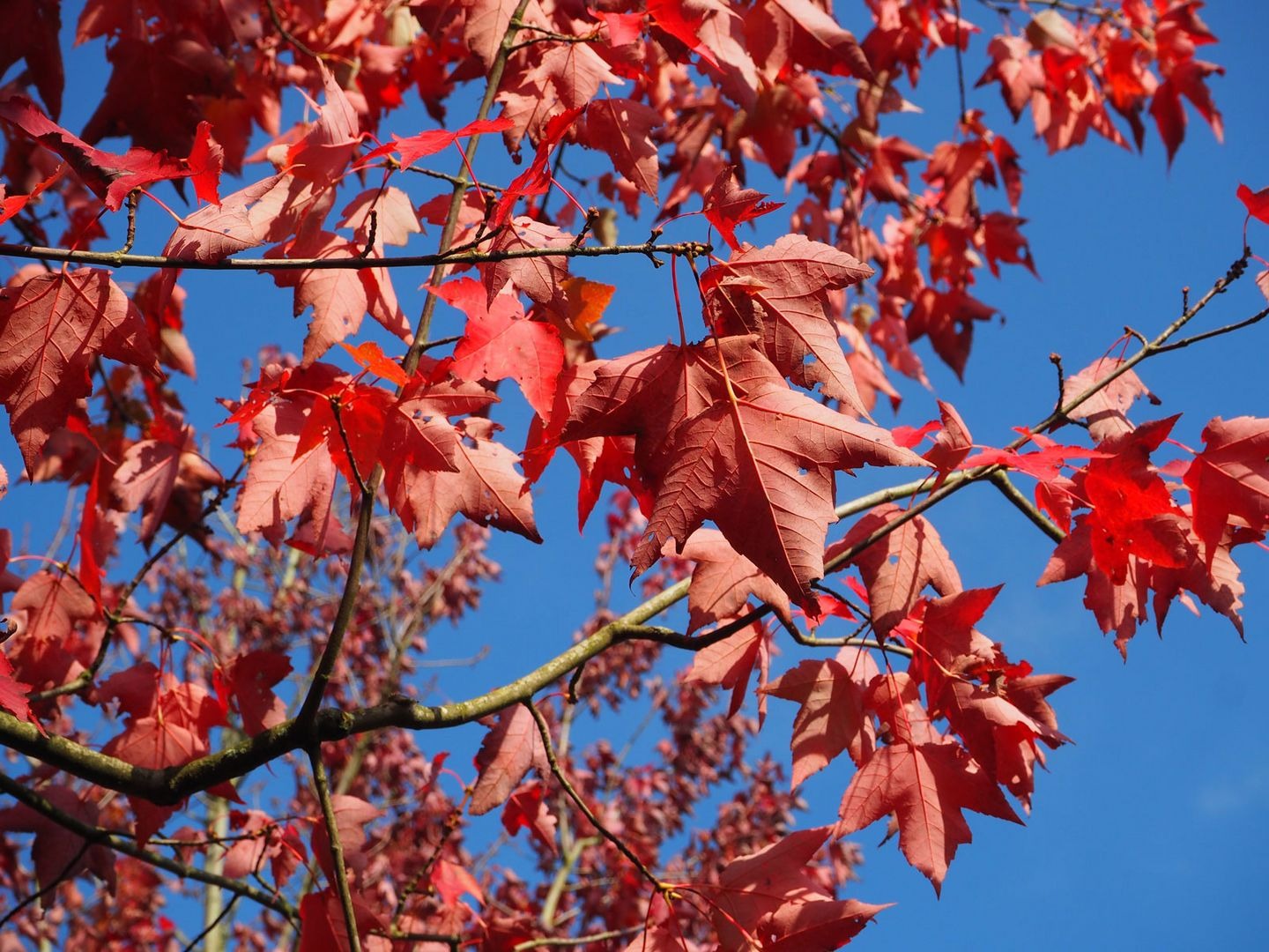 ANZ Trees Shop -ANZ Trees Shop csm Acer rubrum Morgan SolBaum